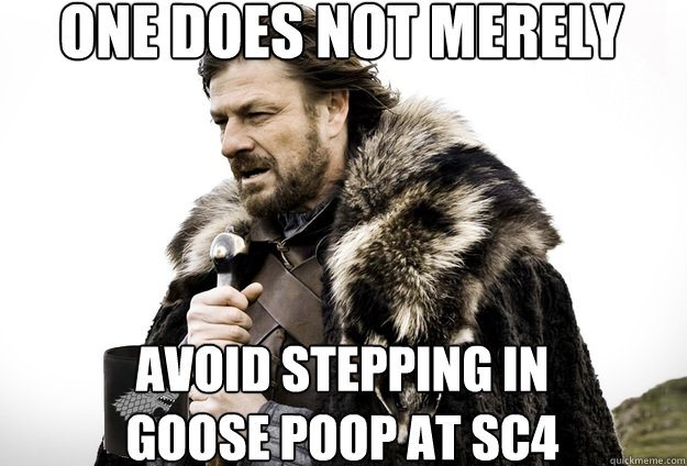 One does not merely avoid stepping in goose poop at sc4 - One does not merely avoid stepping in goose poop at sc4  Tea break Ned Stark