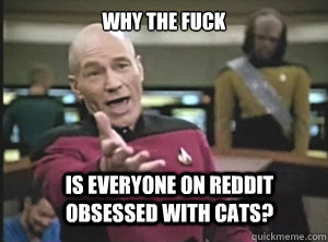 why the fuck is everyone on reddit obsessed with cats? - why the fuck is everyone on reddit obsessed with cats?  Annoyed Picard