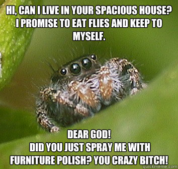 Hi, can i live in your spacious house? I promise to eat flies and keep to myself. dear god!
 did you just spray me with furniture polish? you crazy bitch! - Hi, can i live in your spacious house? I promise to eat flies and keep to myself. dear god!
 did you just spray me with furniture polish? you crazy bitch!  Misunderstood Spider