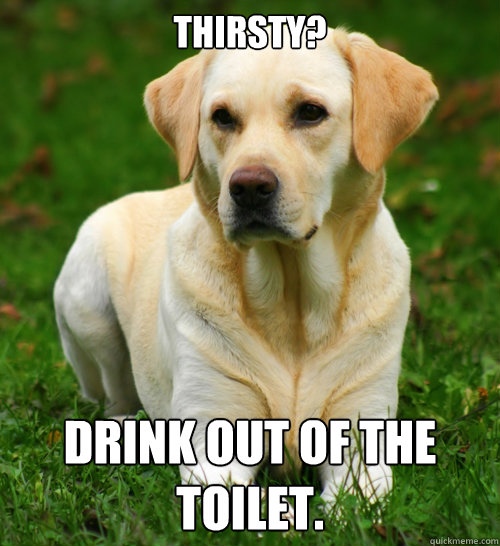 Thirsty? Drink out of the toilet.  Dog Logic