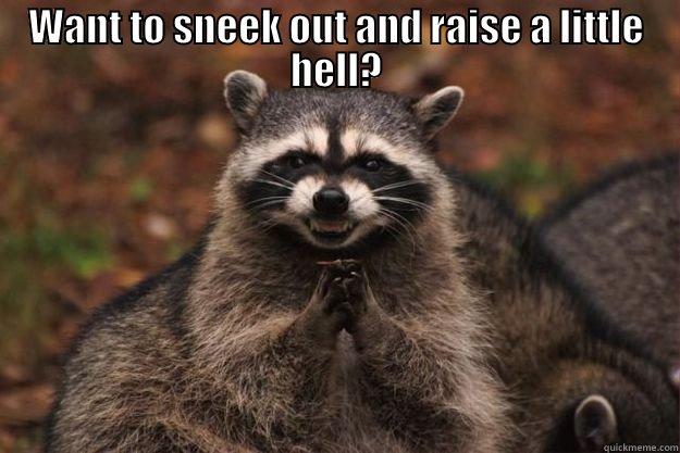 WANT TO SNEEK OUT AND RAISE A LITTLE HELL?  Evil Plotting Raccoon