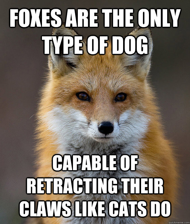 Foxes are the only type of dog  capable of retracting their claws like cats do  Fun Fact Fox