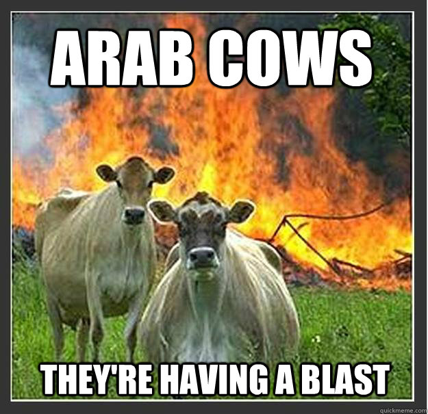 Arab cows They're having a blast  Evil cows