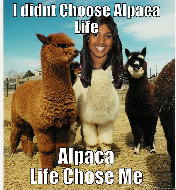 I DIDNT CHOOSE ALPACA LIFE ALPACA LIFE CHOSE ME Misc