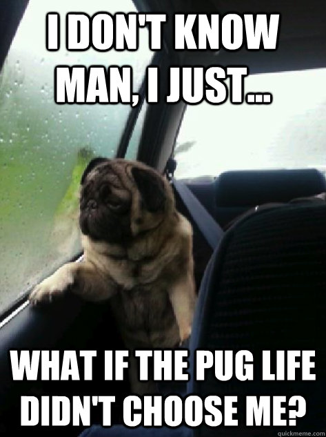 I don't know man, I just... WHAT IF THE PUG LIFE DIDN'T CHOOSE ME?  Introspective Pug