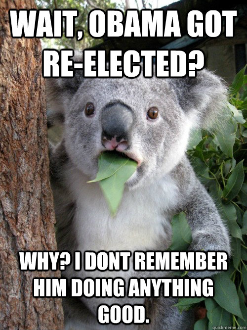 Wait, obama got re-elected? Why? I dont remember him doing anything good. - Wait, obama got re-elected? Why? I dont remember him doing anything good.  koala bear