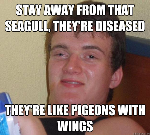 Stay away from that seagull, they're diseased they're like pigeons with wings  10 Guy