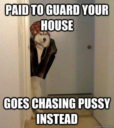 PAID TO GUARD YOUR HOUSE GOES CHASING PUSSY INSTEAD  Scumbag dog