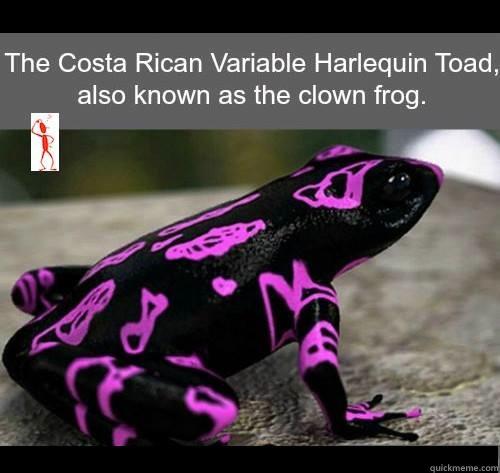 clown frog -   Misc