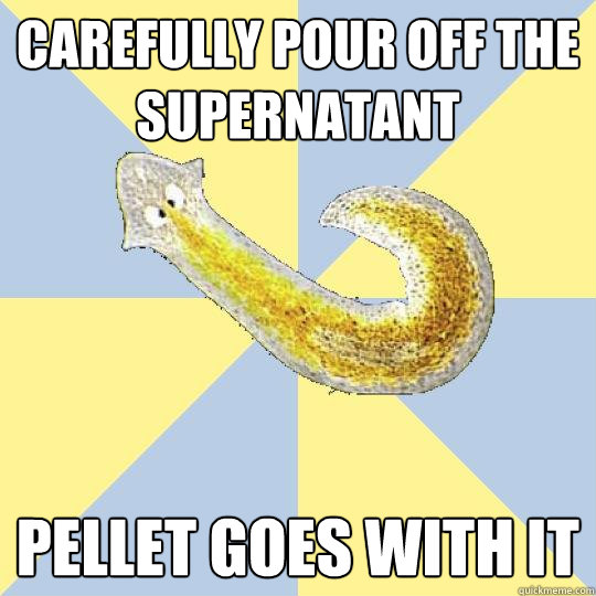 carefully pour off the supernatant pellet goes with it  Bio Major Planarian