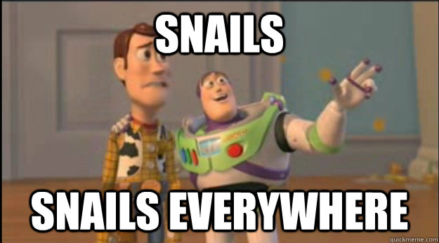 snails snails everywhere - snails snails everywhere  Misc