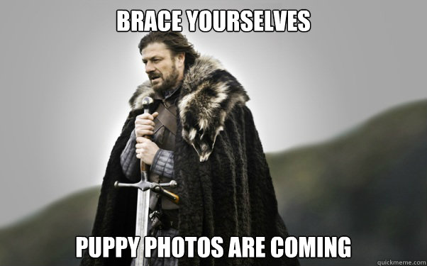 BRACE YOURSELVES Puppy photos are coming  Ned Stark