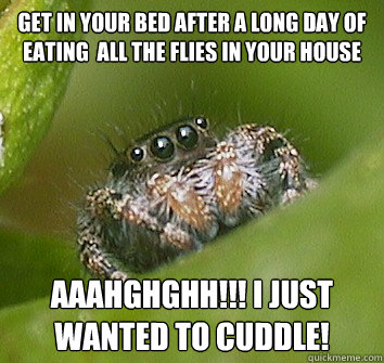 Get in your bed after a long day of eating  all the flies in your house AAAHGHGHH!!! I Just wanted to cuddle!  Misunderstood Spider