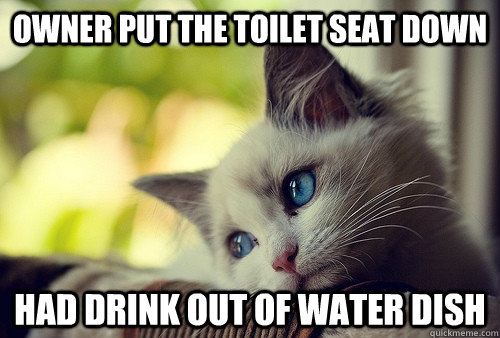 Owner put the toilet seat down had drink out of water dish  First World Problems Cat