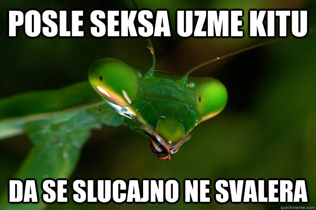 posle seksa uzme kitu da se slucajno ne svalera  overly attached mantis