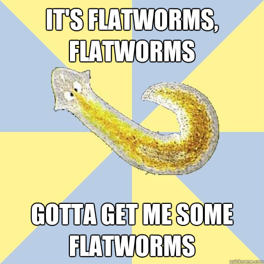 It's Flatworms, Flatworms Gotta get me some flatworms  Bio Major Planarian