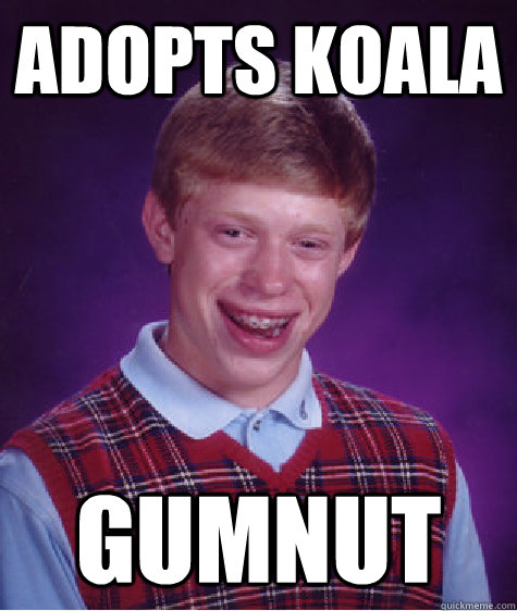 Adopts Koala GumNut - Adopts Koala GumNut  Bad Luck Brian