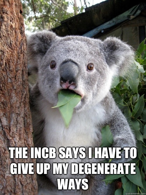  The INCB says I have to give up my degenerate ways -  The INCB says I have to give up my degenerate ways  koala bear