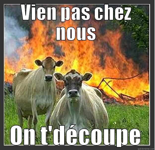 Violent cow - VIEN PAS CHEZ NOUS ON T'DÉCOUPE Evil cows