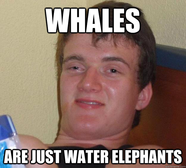 whales are just water elephants  10 Guy