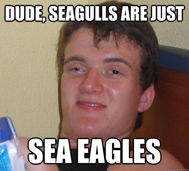 dude, Seagulls are just sea eagles  10 Guy