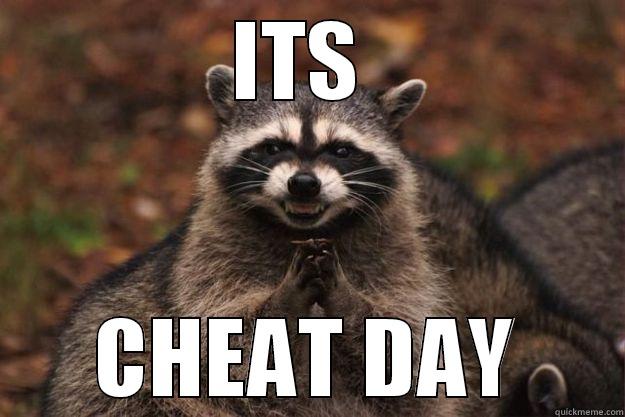 ITS  CHEAT DAY Evil Plotting Raccoon