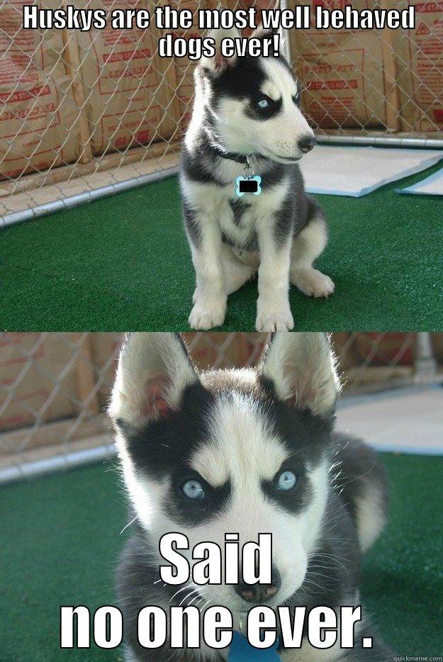 HUSKYS ARE THE MOST WELL BEHAVED DOGS EVER! SAID NO ONE EVER. Insanity puppy