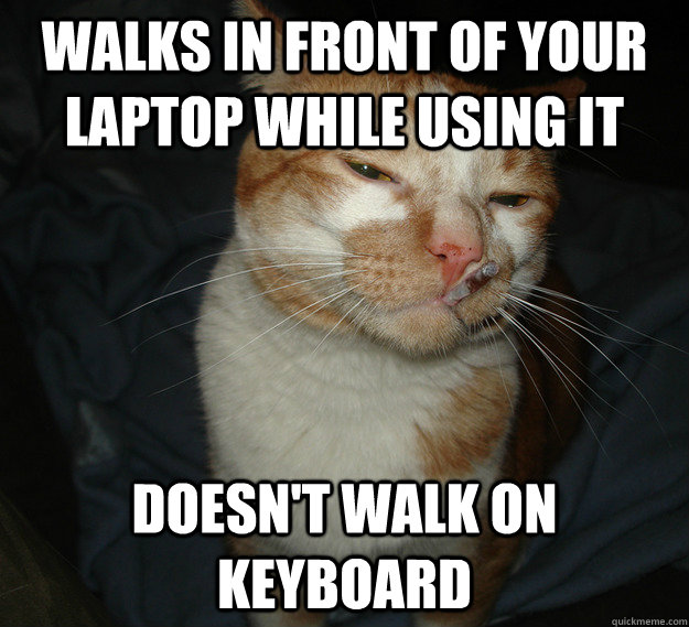 Walks in front of your laptop while using it Doesn't walk on keyboard - Walks in front of your laptop while using it Doesn't walk on keyboard  Cool Cat Craig