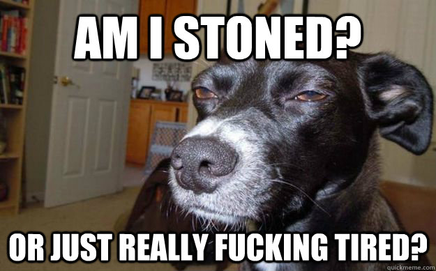 Am I stoned? Or just really fucking tired?  Skeptical Mutt