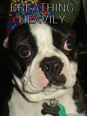 BIRTHDAY BOSTON TERRIER - BREATHING HEAVILY  Misc