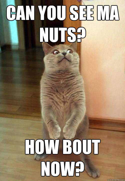 Can you see ma nuts? How bout now?  Horrorcat