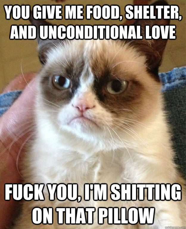 you give me food, shelter, and unconditional love fuck you, I'm shitting on that pillow  Grumpy Cat