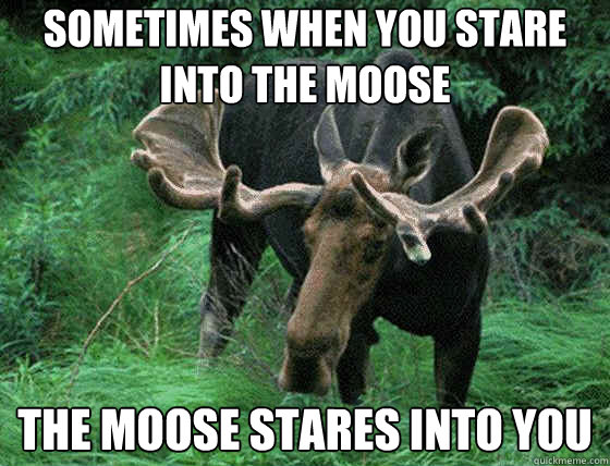 sometimes when you stare into the moose the moose stares into you  Domestic Abuse Moose