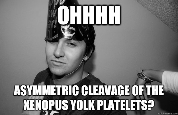 Ohhhh Asymmetric cleavage of the xenopus yolk platelets?  