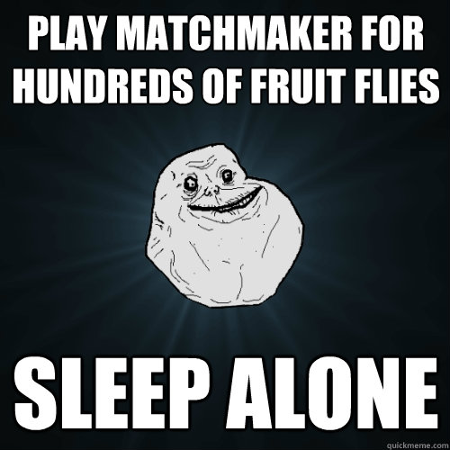 Play matchmaker for hundreds of fruit flies Sleep alone  Forever Alone