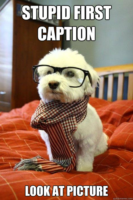 Stupid First Caption LOOK AT PICTURE  Hipster Dog