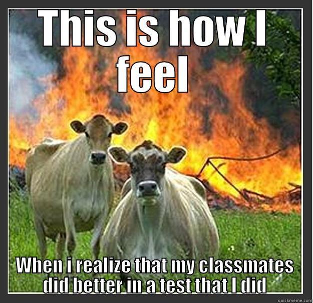 THIS IS HOW I FEEL WHEN I REALIZE THAT MY CLASSMATES DID BETTER IN A TEST THAT I DID Evil cows