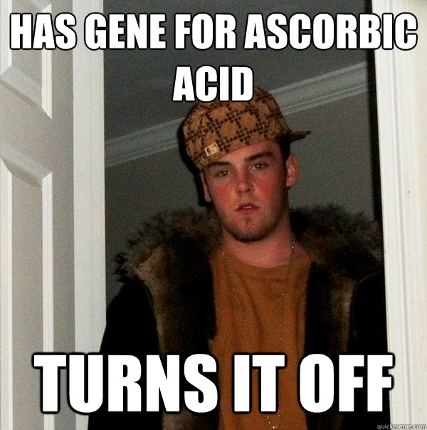 Has gene for ascorbic acid turns it off  Scumbag Steve