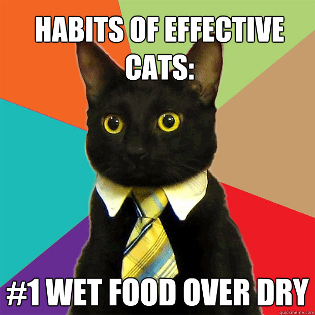 Habits of effective cats: #1 Wet Food Over Dry  Business Cat