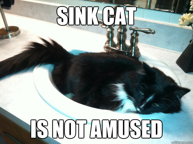 sink cat  is not amused  Sink Cat