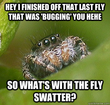 HEY I FINISHED OFF THAT LAST FLY THAT WAS 'BUGGING' YOU HEHE SO WHAT'S WITH THE FLY SWATTER?  Misunderstood Spider