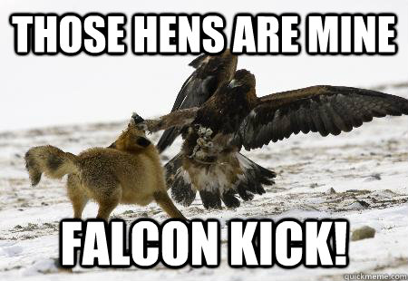 Those hens are mine Falcon kick!  