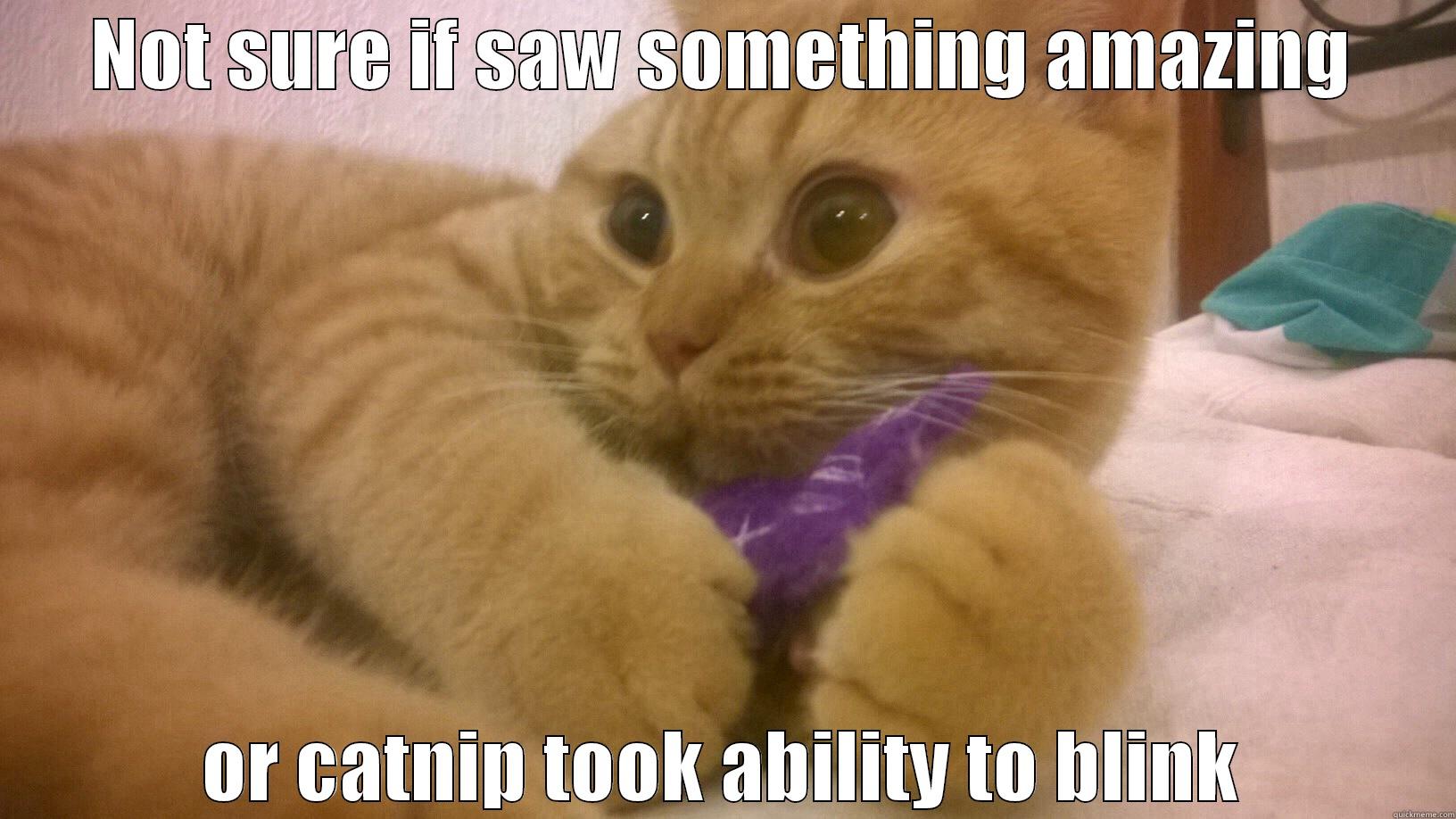 NOT SURE IF SAW SOMETHING AMAZING OR CATNIP TOOK ABILITY TO BLINK Misc