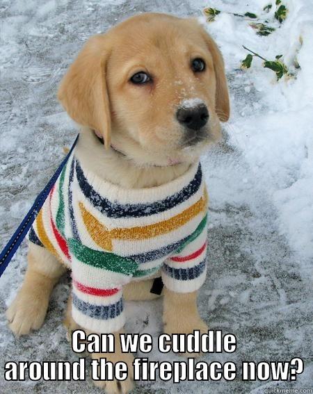 sweater pup -  CAN WE CUDDLE AROUND THE FIREPLACE NOW? Misc