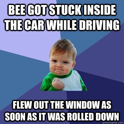 Bee got stuck inside the car while driving Flew out the window as soon as it was rolled down  Success Kid