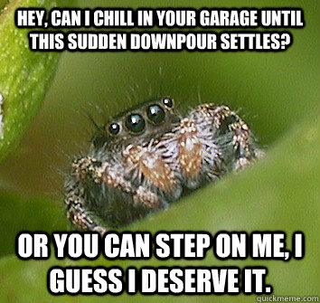 Hey, can I chill in your garage until this sudden downpour settles? Or you can step on me, I guess I deserve it.  Misunderstood Spider