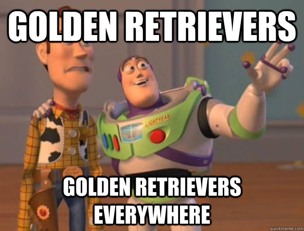 golden retrievers golden retrievers everywhere  Buzz Lightyear