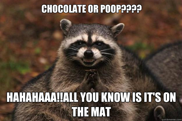 Chocolate or Poop???? hahahaaa!!All you know is it's on the mat  Evil Plotting Raccoon