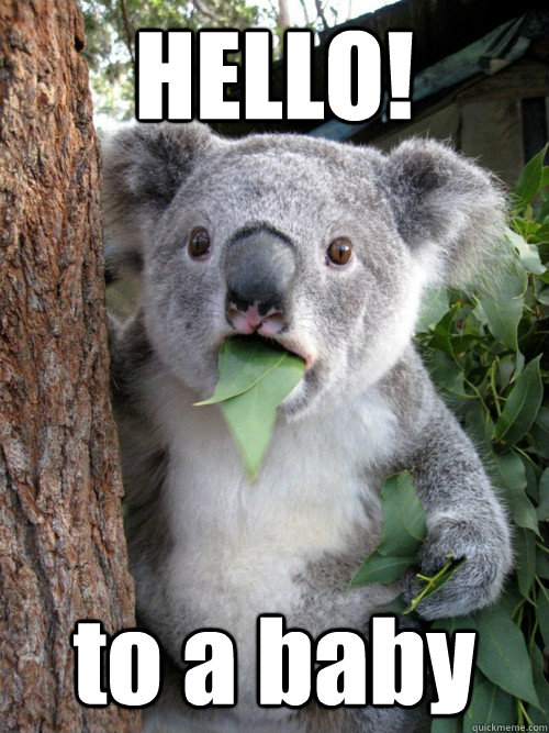 HELLO! to a baby  koala bear