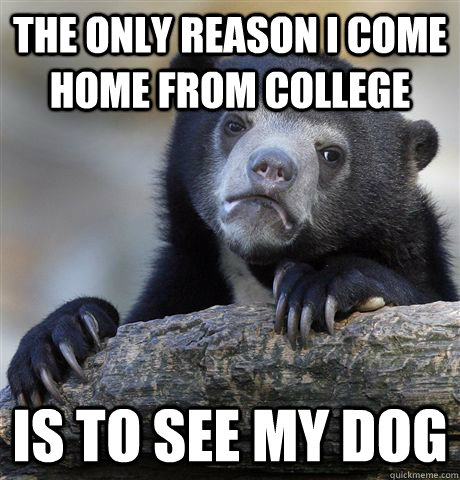 The only reason I come home from college is to see my dog - The only reason I come home from college is to see my dog  Confession Bear